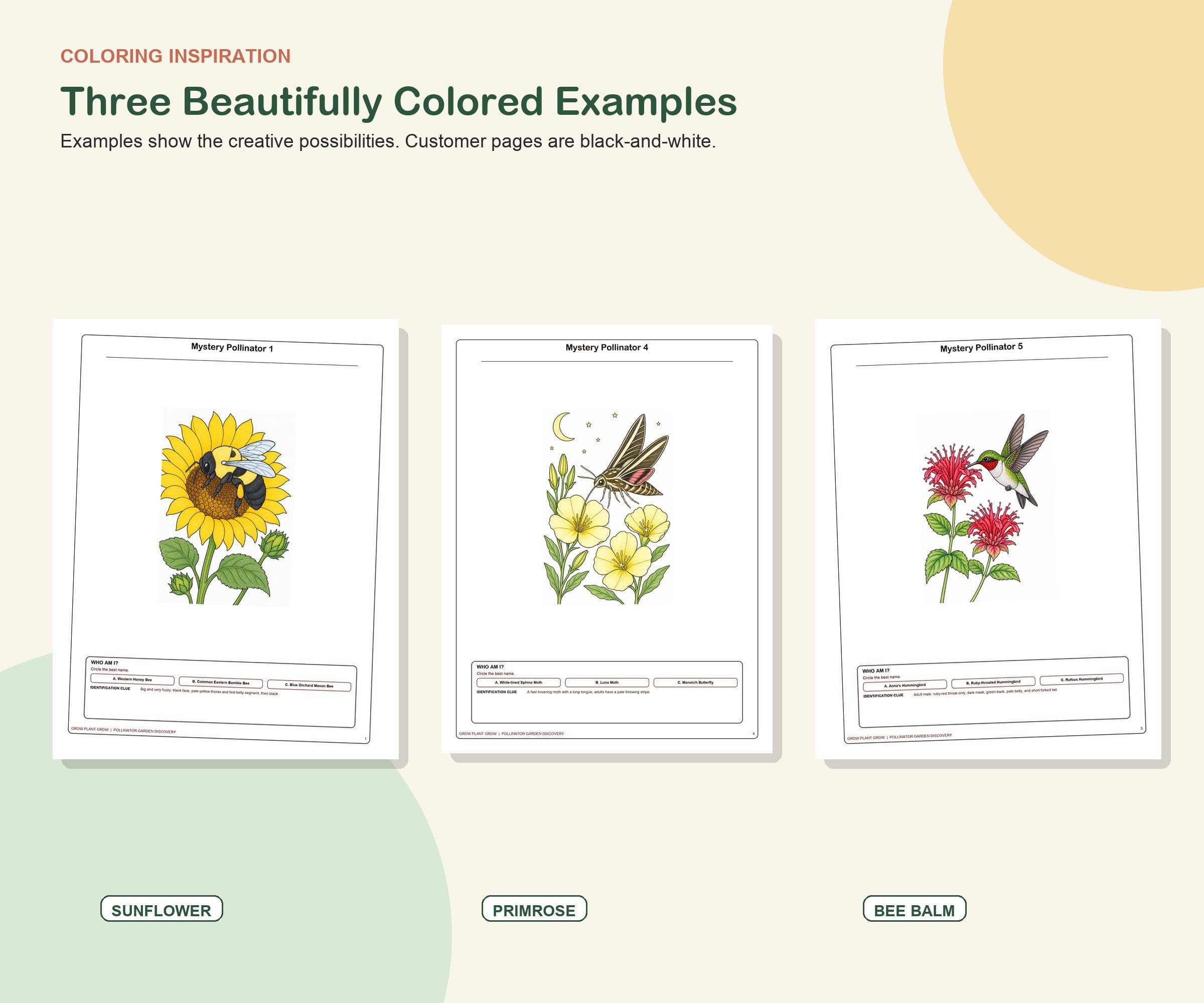 Mystery Pollinator Garden Coloring Pack preview 4
